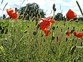 Papaver rhoeas (Klatschmohn)