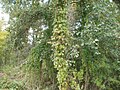 Humulus lupulus (Echter Hopfen)