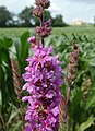 Lythrum salicaria (Gewöhnlicher Blutweiderich)