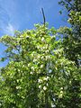 Robinia pseudoacacia (Gewöhnliche Robinie)