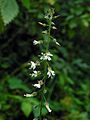 inflorescence