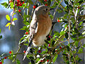 Eastern Bluebird