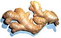 Zingiber officinale,(ginger, galangal)