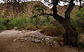 Sabino Canyon