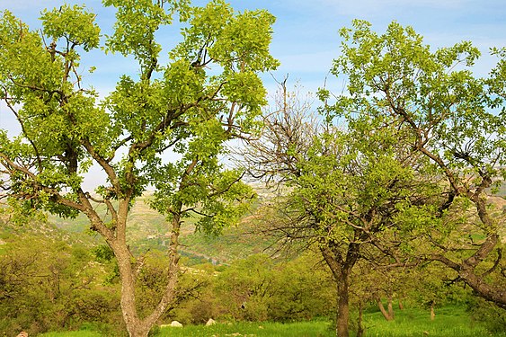 Spring Trees. Photograph: Aseel F Almanaseer