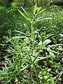 Galium aparine (Kletten-Labkraut)