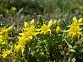 Scharfer Mauerpfeffer (Sedum acre)