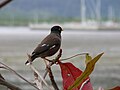 Un martin Triste (Acridotheres tristis) à Newcastle (Australie).