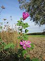 Wilde Malve (Malva sylvestris)