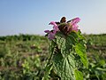 Lamium purpureum (Purpurrote Taubnessel)