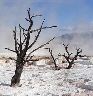 Trees killed by the mineral-rich water at Mammoth Hot Springs, Yellowstone, US