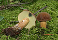 Boletus badius syn. Xerocomus badius