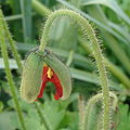 * Nomination How opens a bud of Papaver alpinum in La Rochelle, France.--Jebulon 23:00, 21 May 2010 (UTC) * Promotion Good. --Cayambe 10:45, 23 May 2010 (UTC)