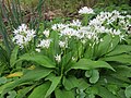 Allium ursinum (Bärlauch)