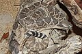 Crotalus atrox