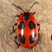 Soppmarihøna Endomychus coccineus med to vinger eller lengdefurer på brystskjoldet