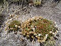 Armeria caespitosa Spain - Ávila