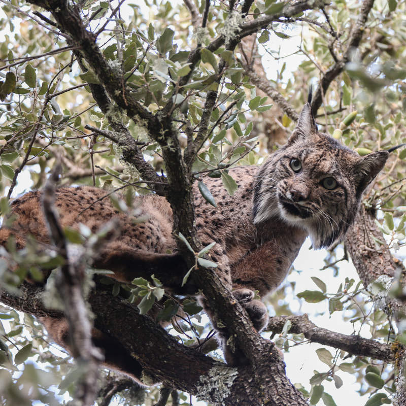 El Encinarejo: el exclusivo safari en Jaén para ver al lince ibérico 