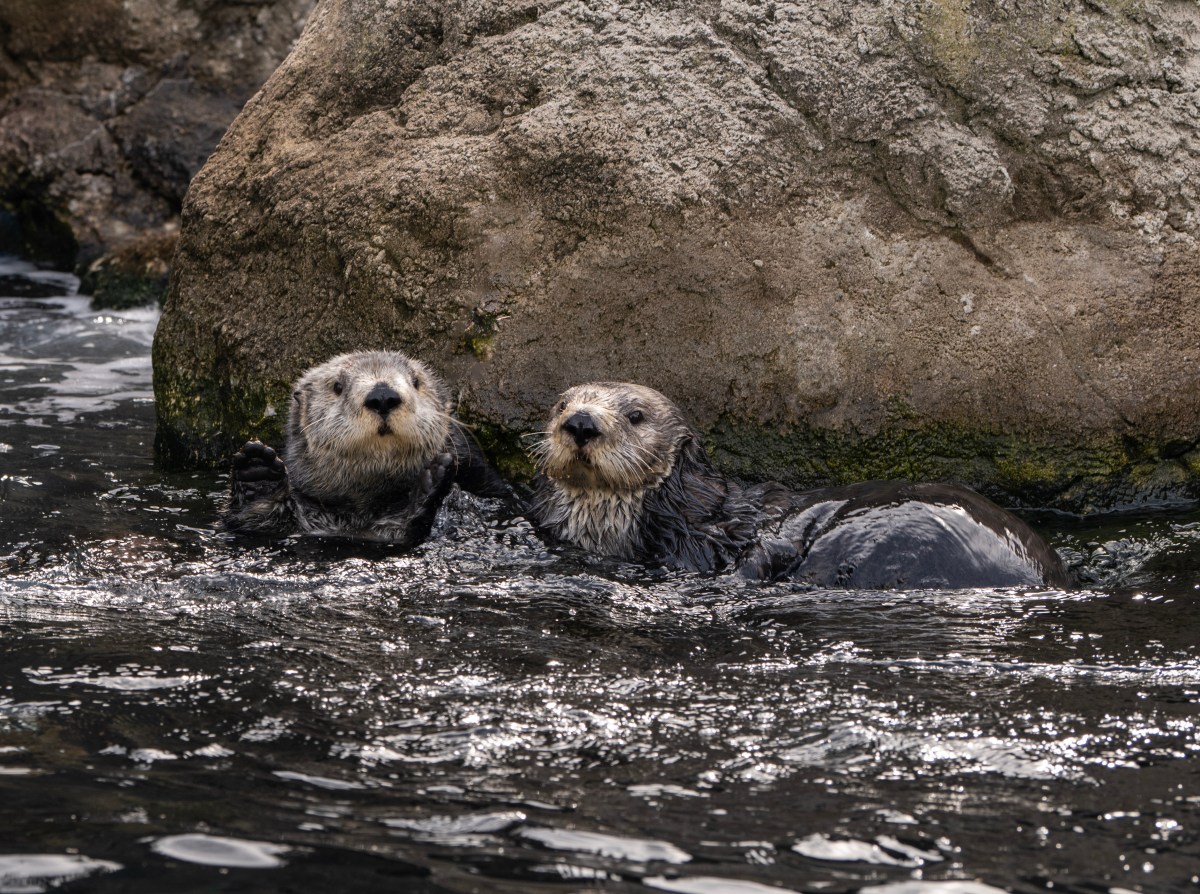 sea otters at new york aquarium