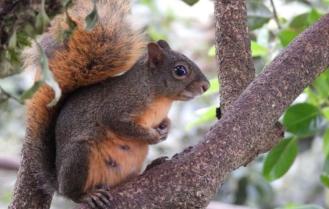 Bogotá Silvestre: La nueva guía Interactiva para conocer y proteger la fauna de Bogotá