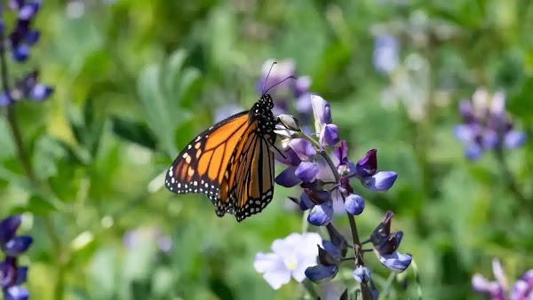 A butterfly lands on purple flowers.