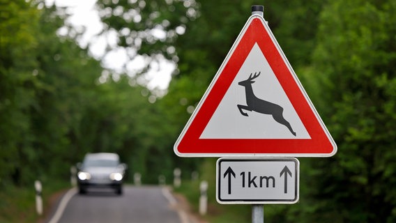 Ein Straßenschild, das vor Wildwechsel warnt, im Hintergrund ein Auto auf einer Landstraße. © picture alliance / Panama Pictures Foto: Christoph Hardt