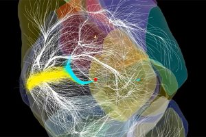 GRoßstrukturen im lokalen KOsmos