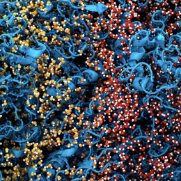 Proteindynamik i trånga miljöer över multipla längd- och tidsskalor