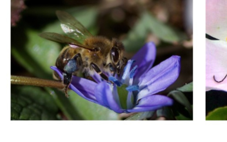 Insekter som pollinerar blommor.