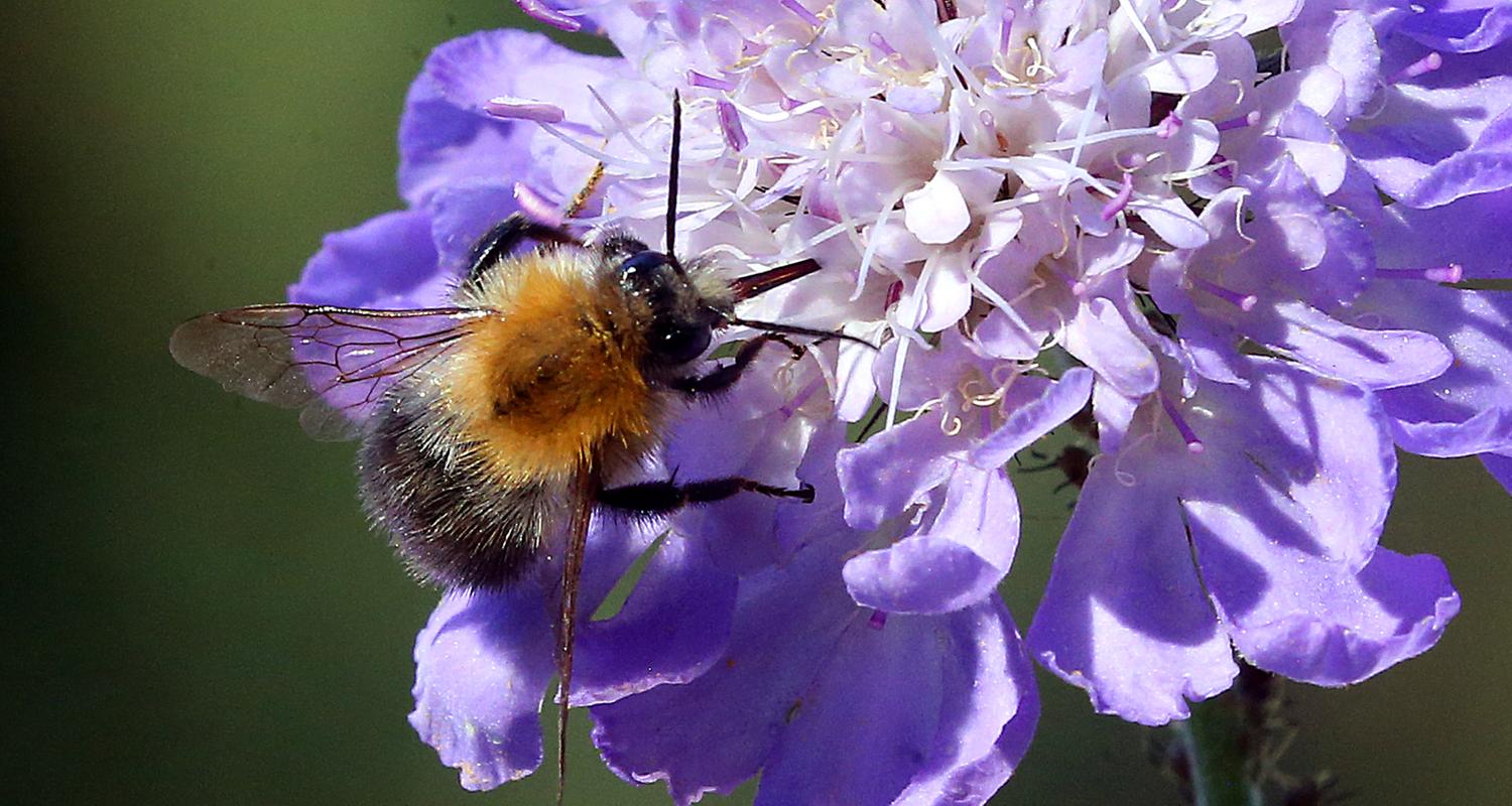 Das Foto zeigt eine Hummel, die auf der Blüte einer Blume sitzt