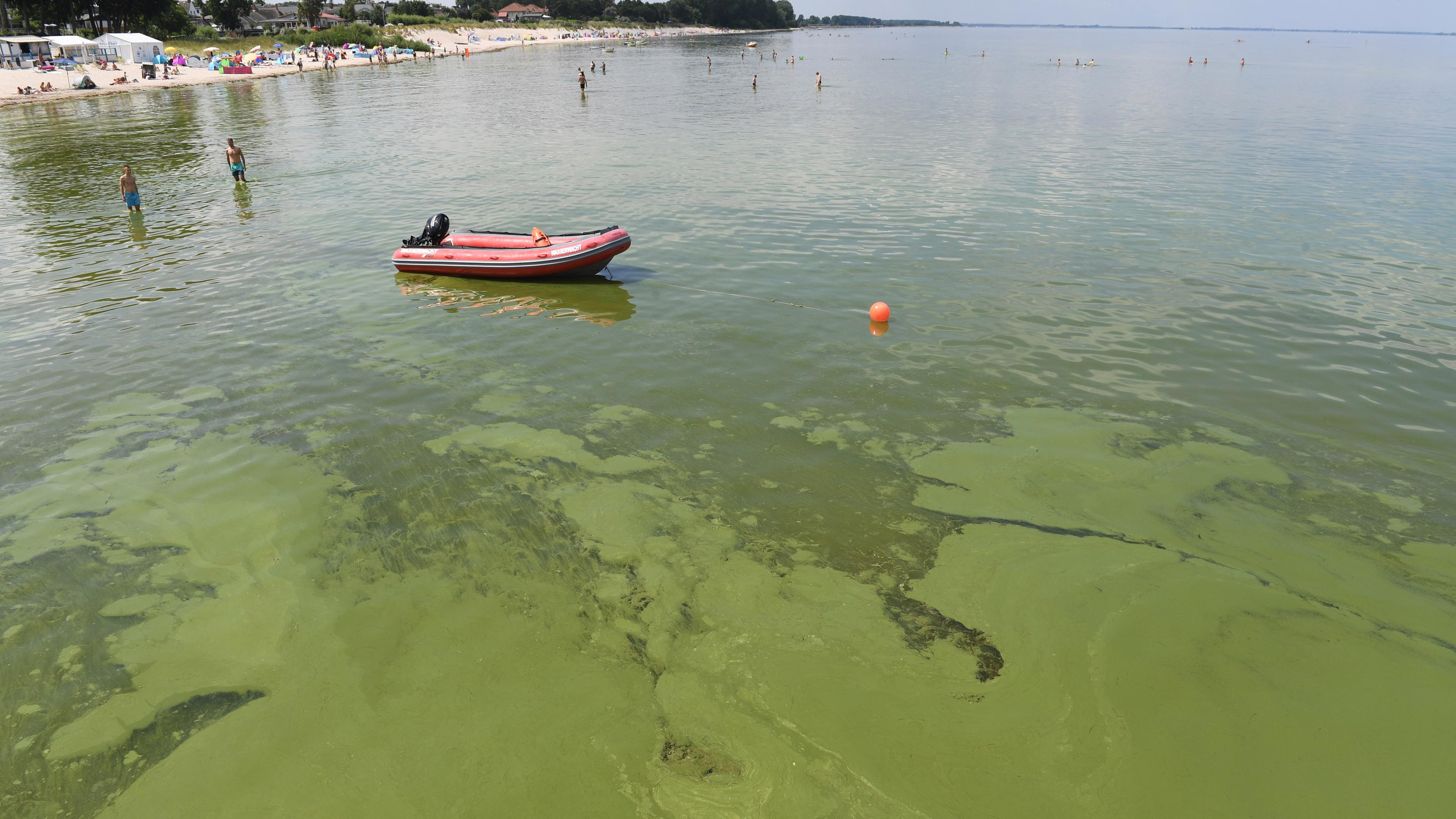 Ein Algenteppich aus Grünalgen schwimmt vor einem Strand an der Ostsee.